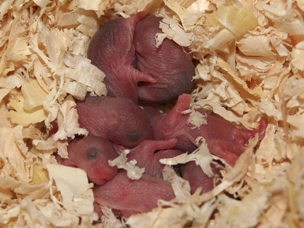 Foto nestje
