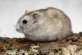 Hamsters, verschillende kleuren en variëteiten