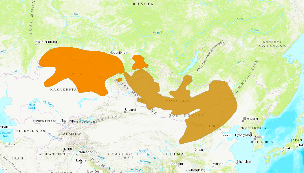 Landkaart waar de Russische en Campbelli dwerghamsters voorkomen