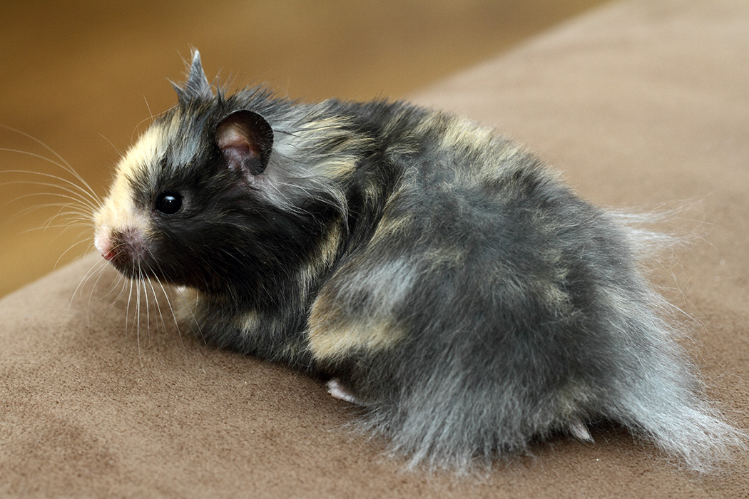 Syrische hamster langhaar vrouw