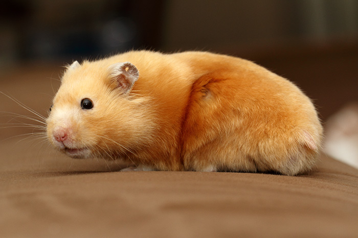Syrische hamster satijn