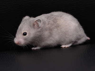 Syrische hamster kleur Blauw Sepia