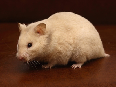 Syrische hamster kleur Blond