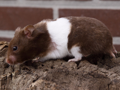 Syrische hamster kleur Chocola