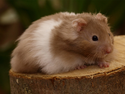 Syrische hamster kleur Chocolade Sepia