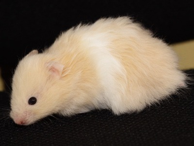 Syrische hamster kleur Crème lichtkleurige oren