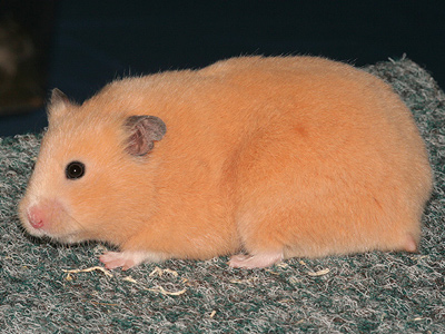 Syrische hamster kleur Crème