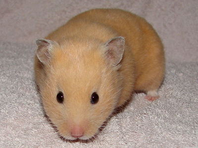 Syrische hamster kleur Crème roodoog