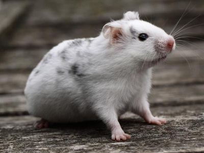 Syrische hamster kleur Dalmatiër
