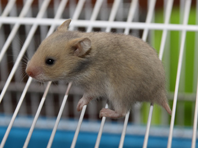 Syrische hamster kleur Dilute