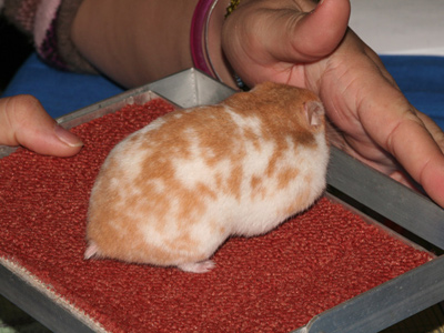 Syrische hamster Dominant-spot