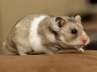 Syrische hamster kleur Donkergrijs