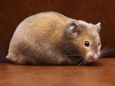 Syrische hamster kleur Donker Sepia