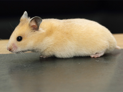 Syrische hamster kleur Geel