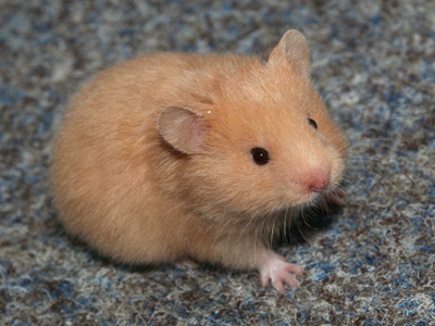 Syrische hamster kleur Honey Black red eye