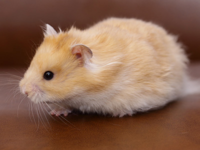Syrische hamster kleur Honey donkeroog