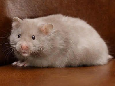 Syrische hamster kleur Lavendel