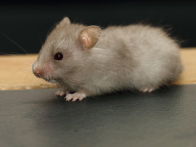 Syrische hamster kleur Lavendel roodoog