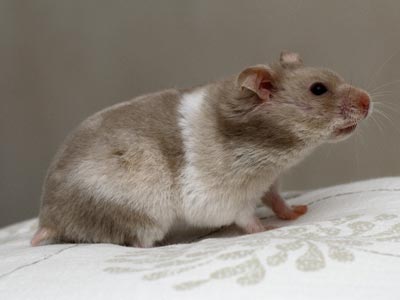 Syrische hamster kleur Lilac