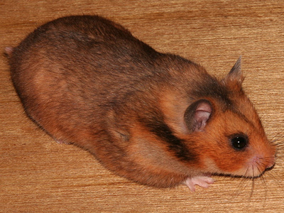 Syrische hamster kleur Mahonie / Umbrous