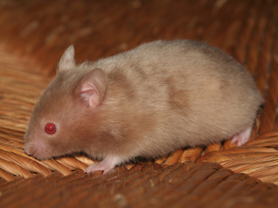 Syrische hamster kleur Mink