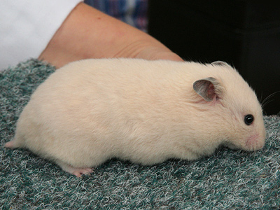 Syrische hamster kleur Offwhite