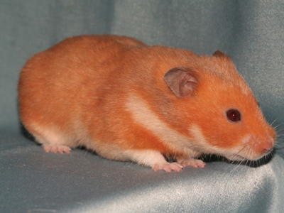 Syrische hamster kleur Oranje