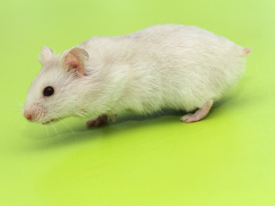 Syrische hamster kleur Lilac Pearl