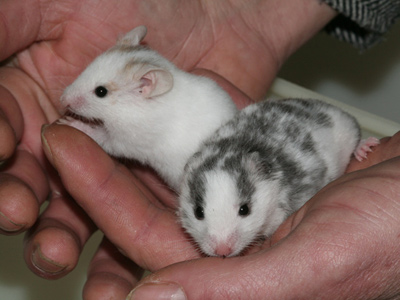 Syrische hamster Recessive Dappled