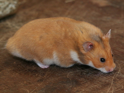 Syrische hamster kleur Roest