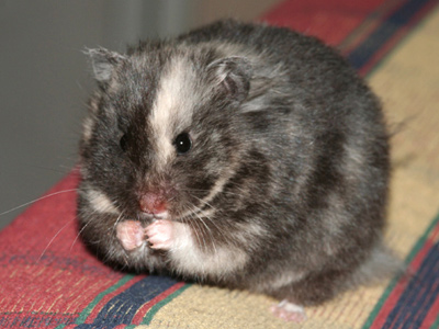 Syrische hamster kleur Schildpad