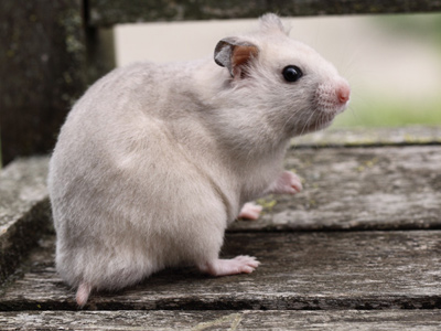 Syrische hamster kleur Silver Pearl