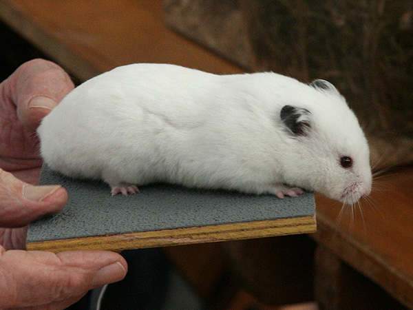 Kleuren bij de Syrische hamster www.Dwerghamster.nl