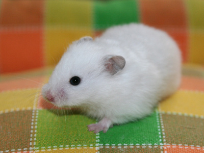 Syrische hamster kleur Wit donkeroog