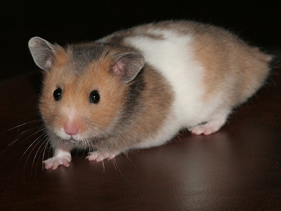 Syrische hamster kleur Witband
