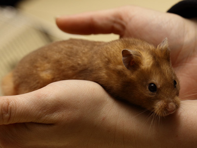 Syrische hamster kleur Yellow Chocola