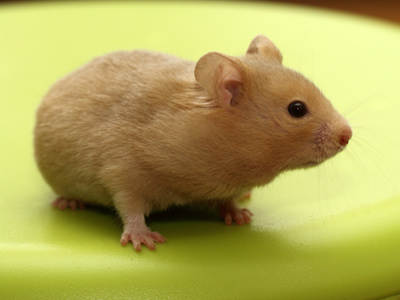 Syrische hamster kleur Zilver Chocolade