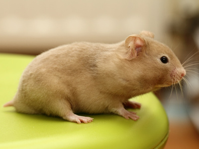 Syrische hamster kleur Zilver Chocolade Sepia