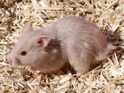 Syrische hamster kleur Zilver Dove
