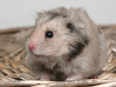Syrische hamster kleur Zilvergrijs