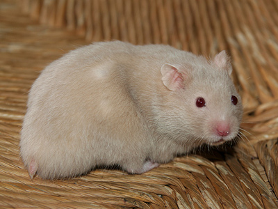 Syrische hamster kleur Zilver Mink
