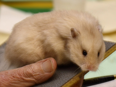 Syrische hamster kleur Zilverroest