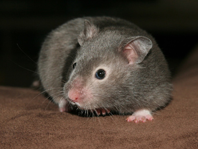 Syrische hamster kleur Zilver Sepia