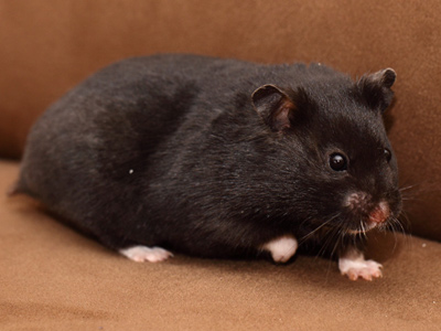 Syrische hamster kleur Zwart