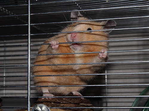 Syrische hamsters zijn nieuwsgierig