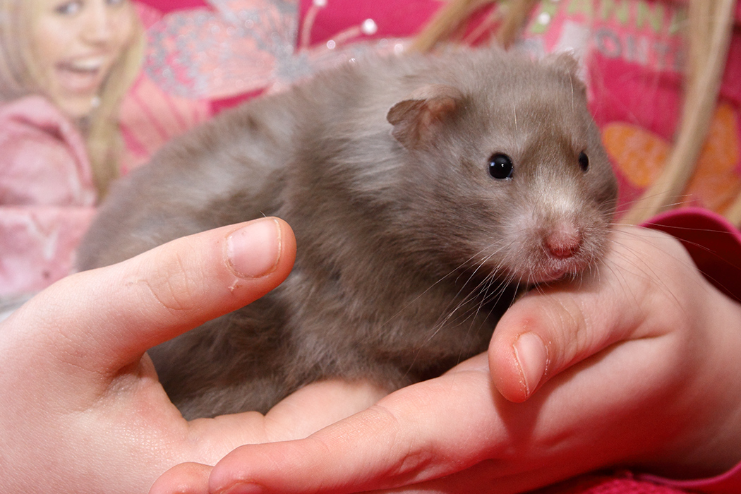 De Syrische hamster kan je beste zo vasthouden.