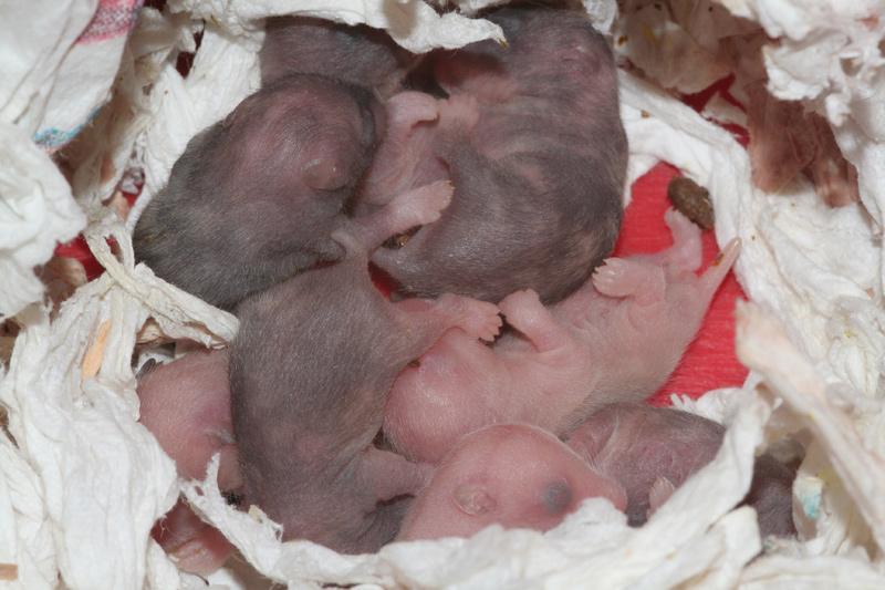Syrische hamster, dag Dag 6