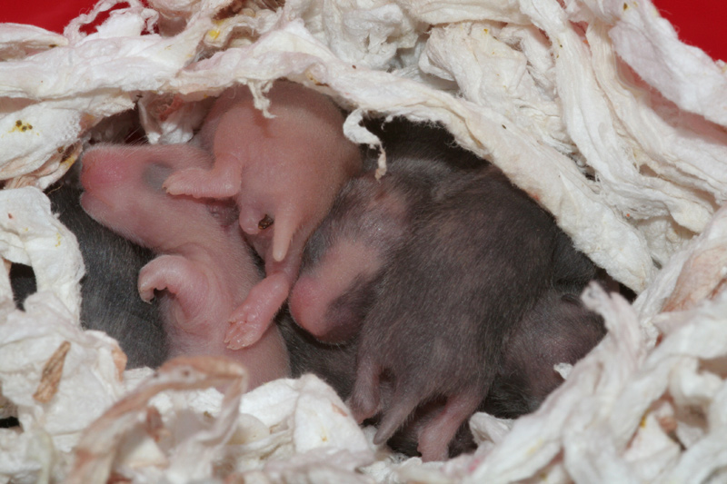Syrische hamster, dag Dag 7