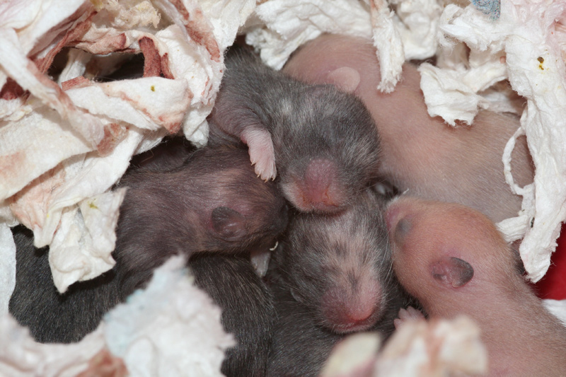 Syrische hamster, dag Dag 8