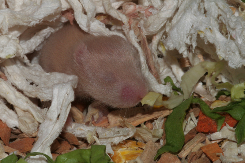 Syrische hamster, dag Dag 11